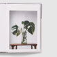 House Plant